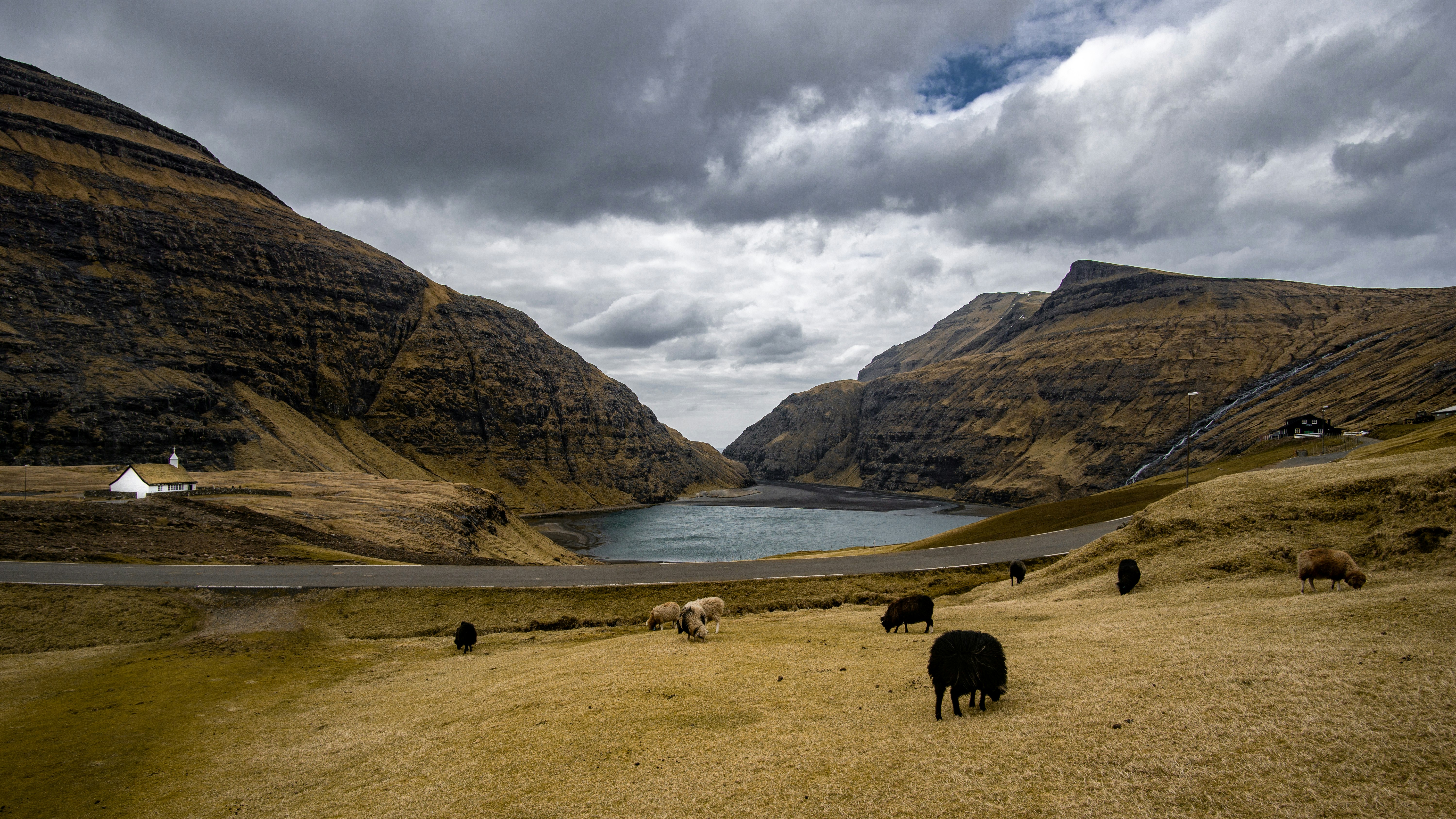 animals walking on grass field near body of water under white clouds during daytime